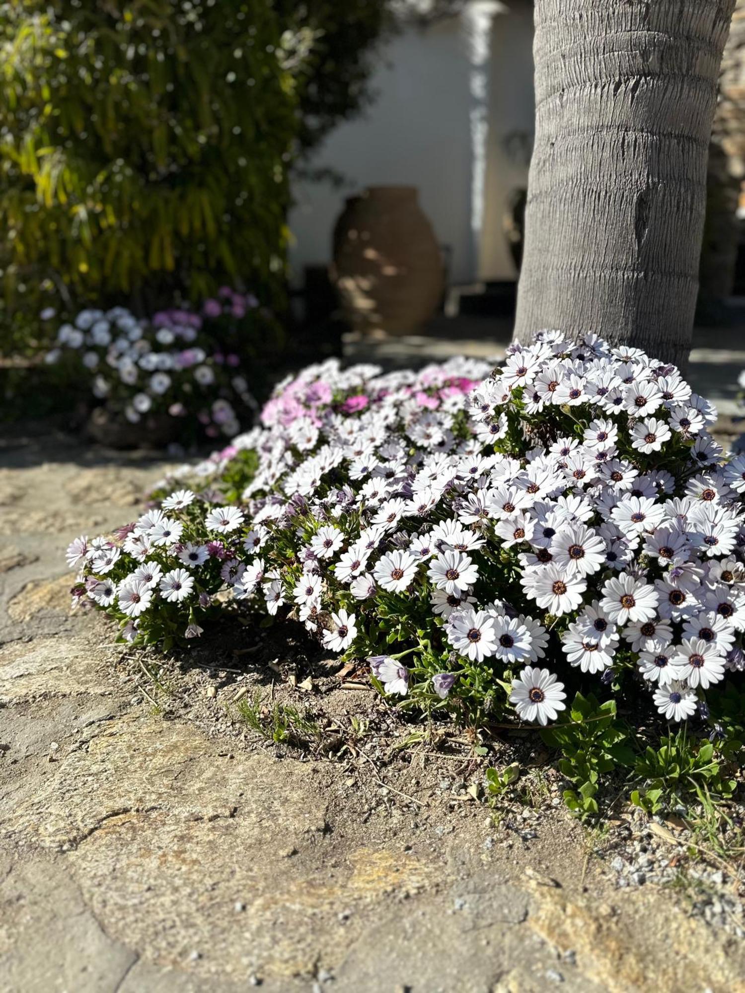 Divers House Agrari  Zewnętrze zdjęcie